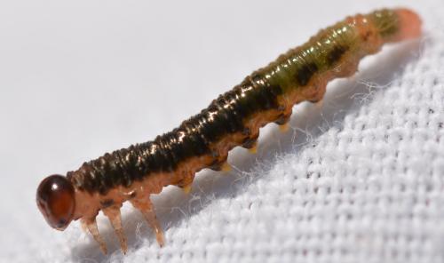 Nematus septentrionalis